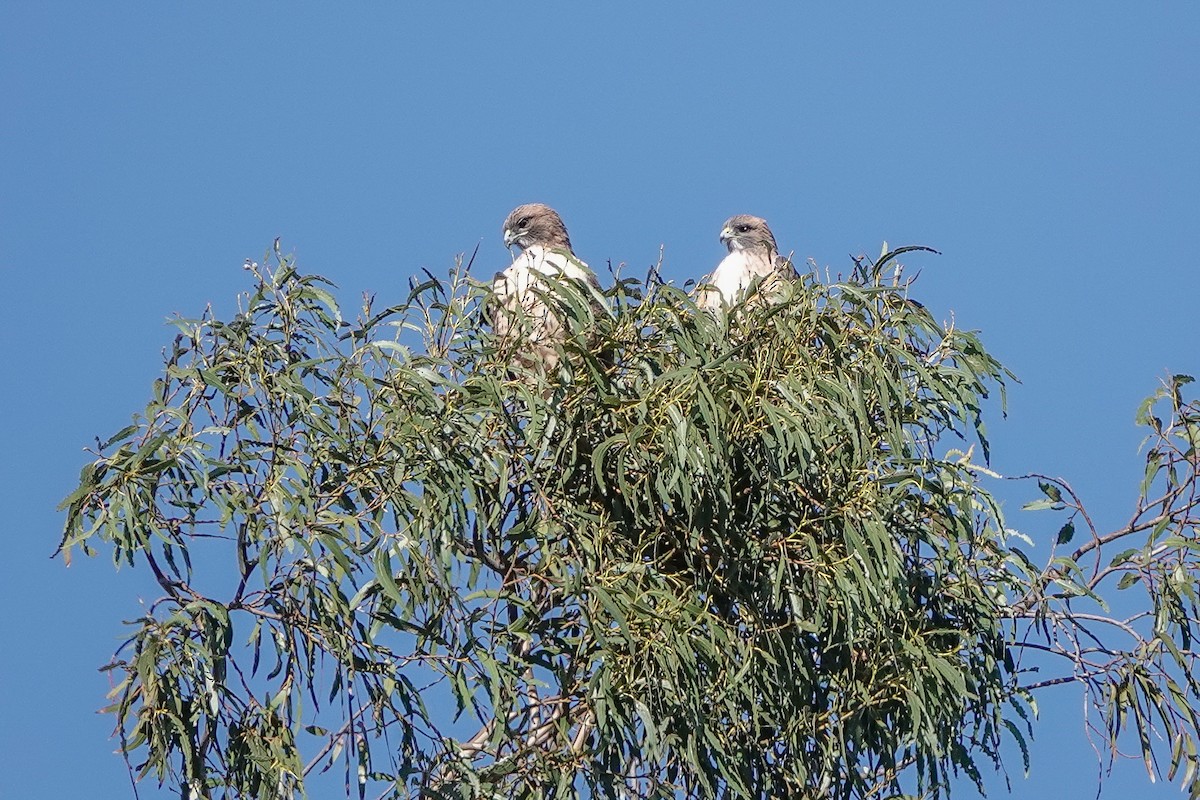 Red-tailed Hawk - ML645010342