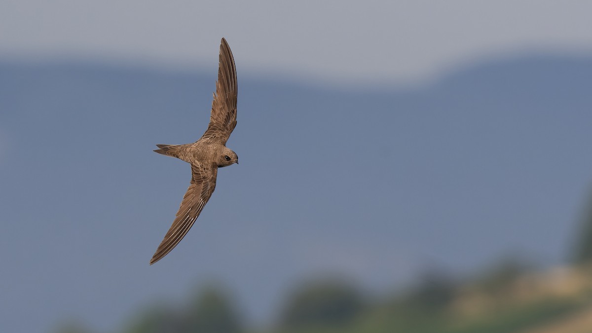 Alpine Swift - ML645010349