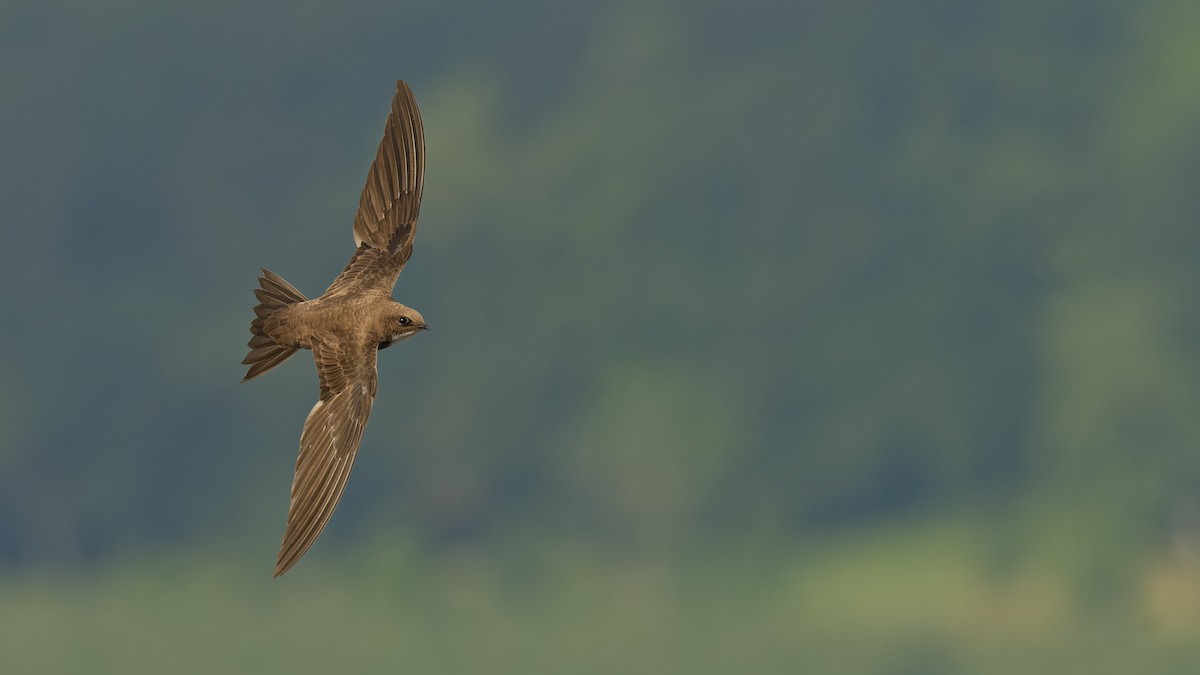 Alpine Swift - ML645010350