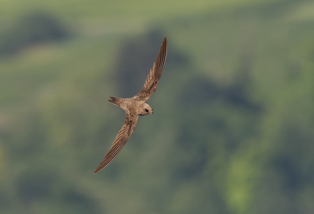 Alpine Swift - ML645010351