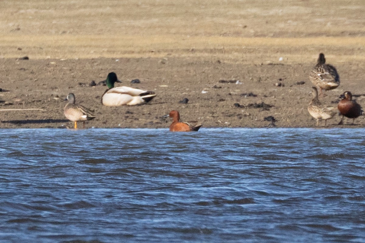 Blue-winged x Cinnamon Teal (hybrid) - ML645010362