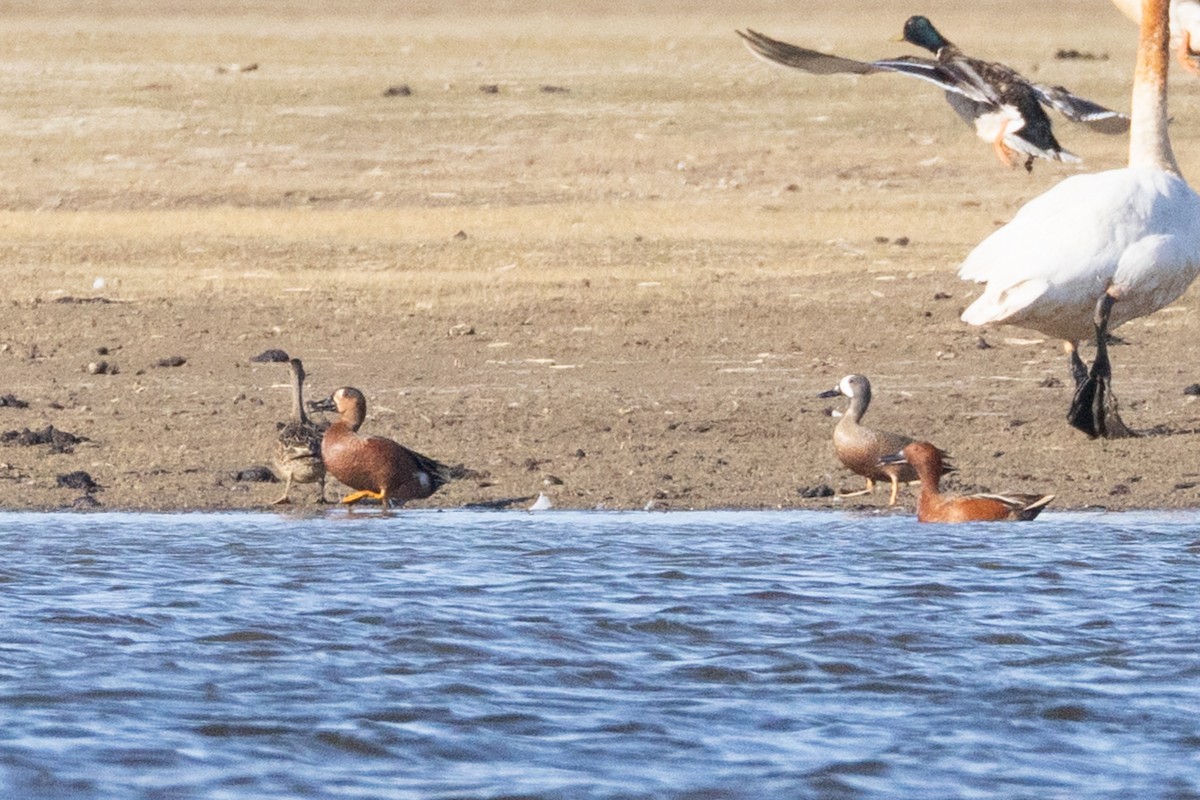 Blue-winged x Cinnamon Teal (hybrid) - ML645010364