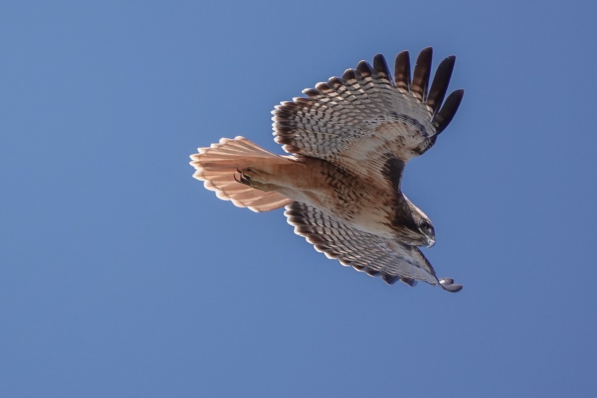 Red-tailed Hawk - ML645010365
