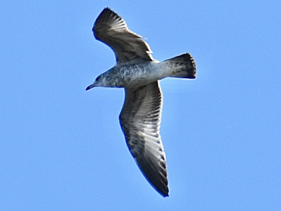 Ring-billed Gull - ML645010374