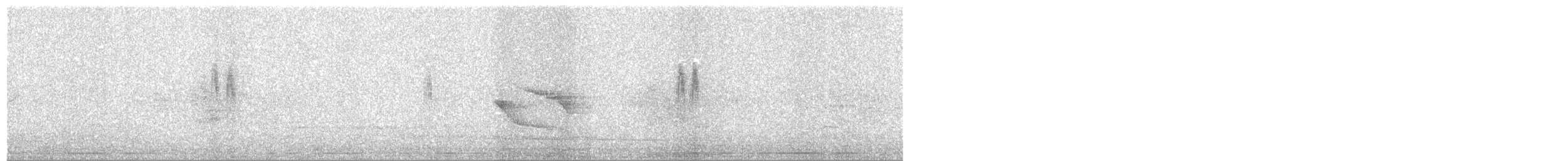 White Wagtail - ML645010376