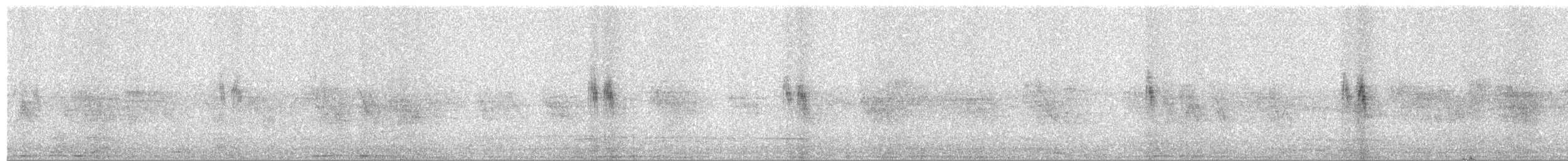 White Wagtail - ML645010377