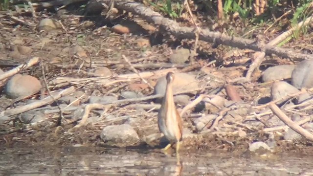 Бугайчик американський - ML645010378