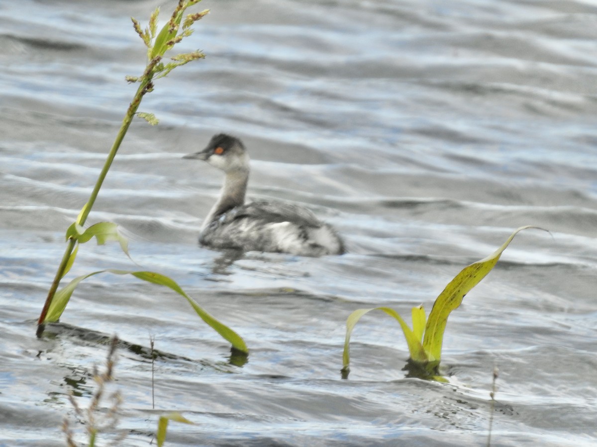 potápka černokrká - ML645010383