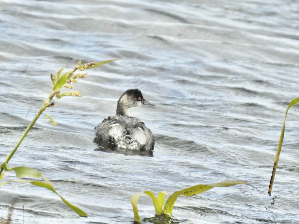 potápka černokrká - ML645010384