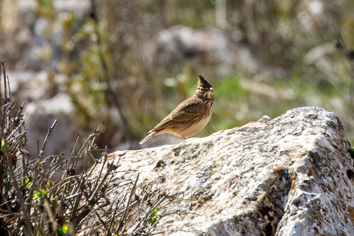 Thekla's Lark - ML645010387