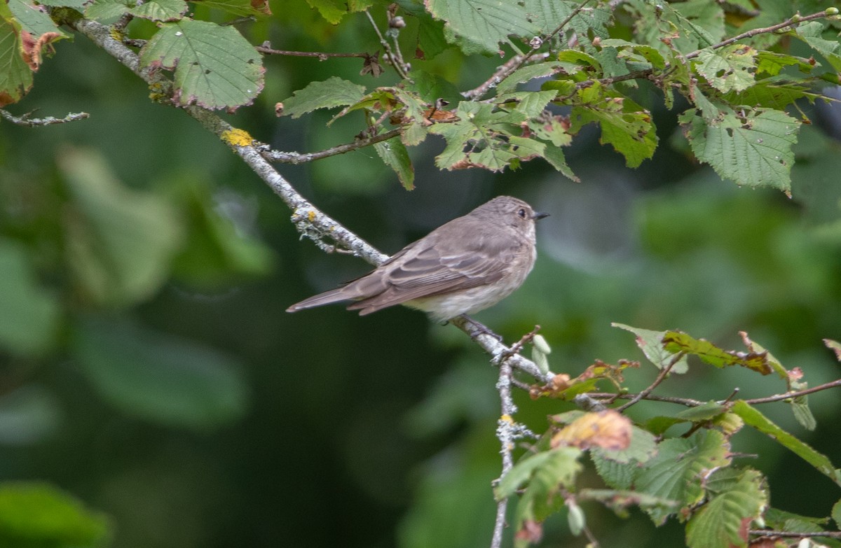 Spotted Flycatcher - ML645010390