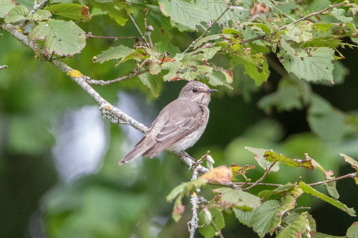 Spotted Flycatcher - ML645010391