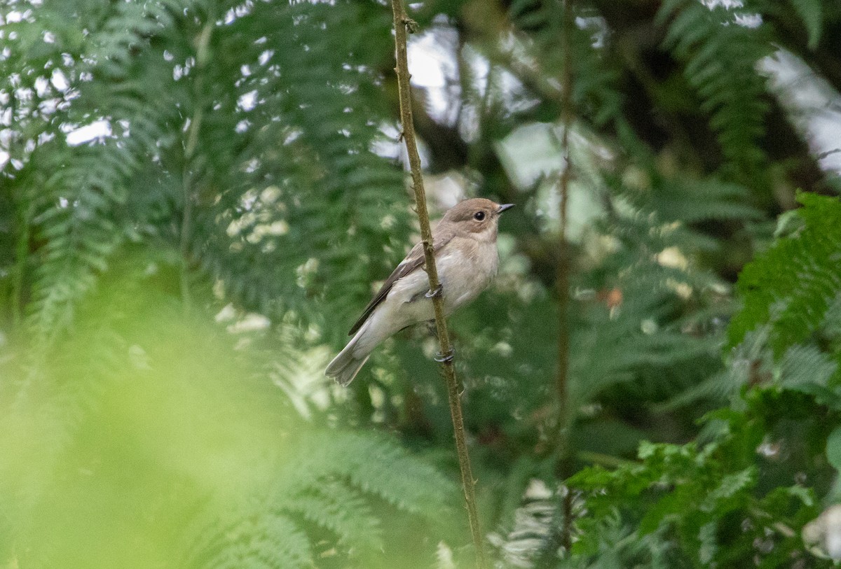 European Pied Flycatcher - ML645010392