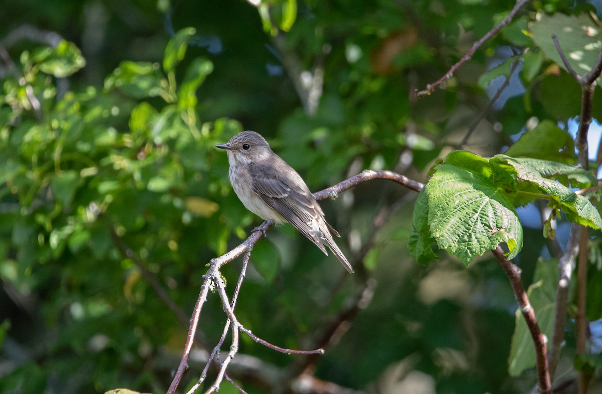 Spotted Flycatcher - ML645010393