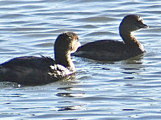 Pied-billed Grebe - ML645010394