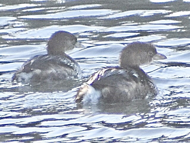 Pied-billed Grebe - ML645010395