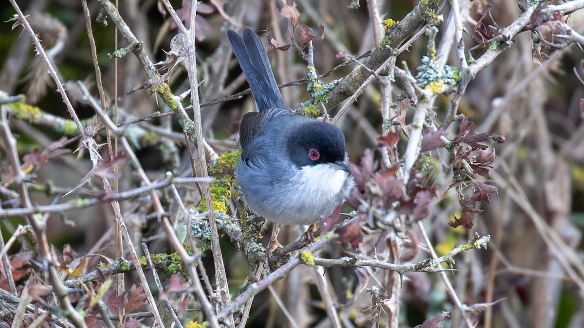 Sardinian Warbler - ML645010407