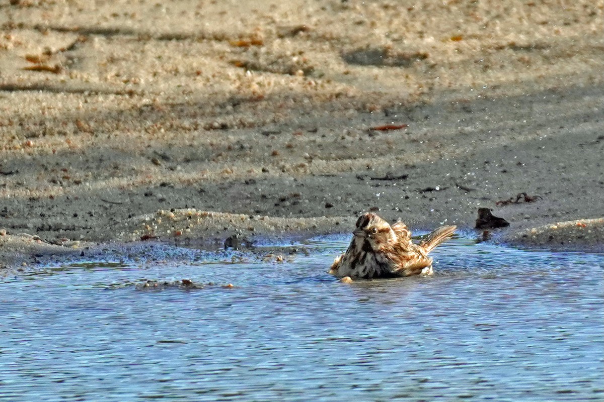 Song Sparrow - ML645010428