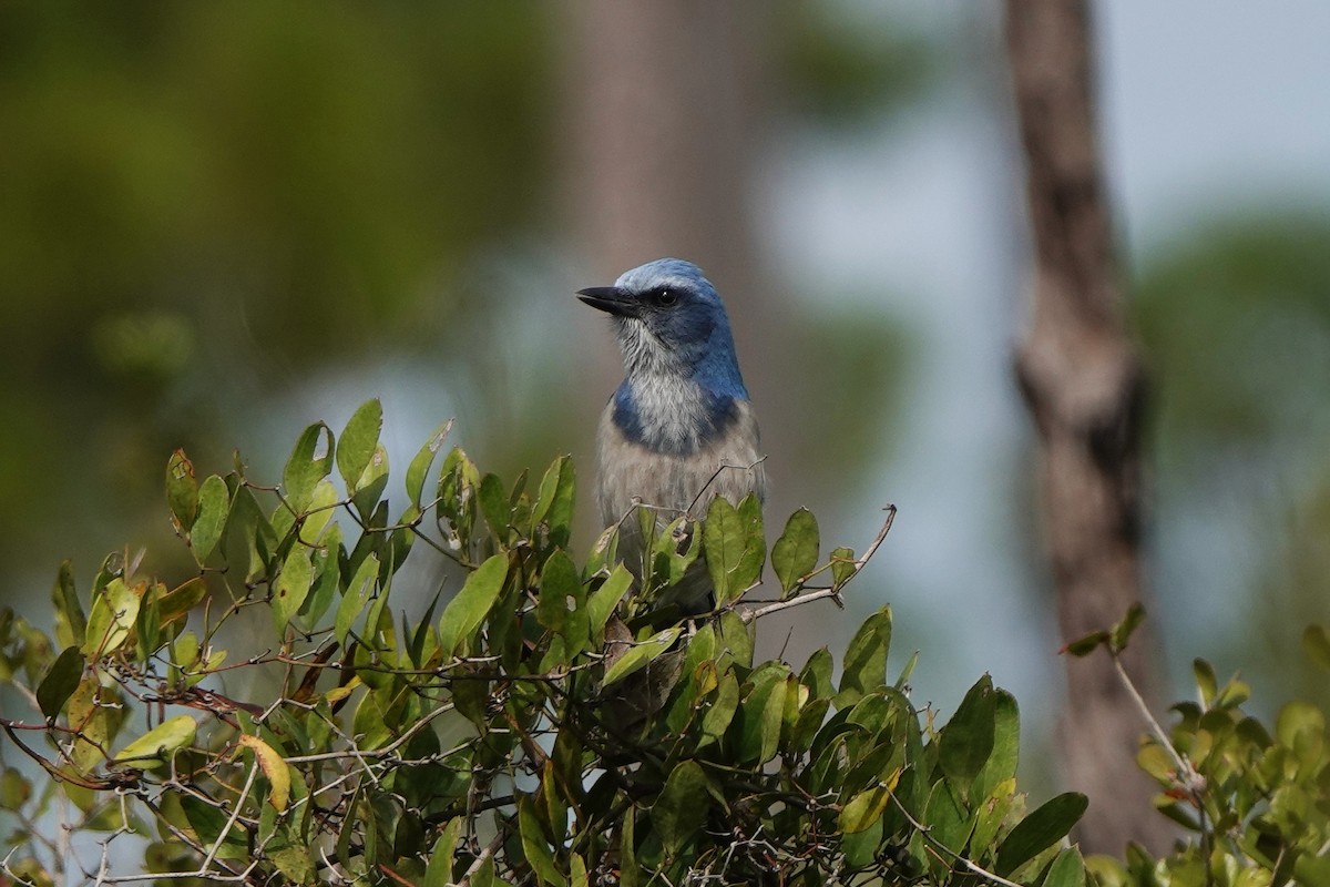 Florida Scrub-Jay - ML645010429