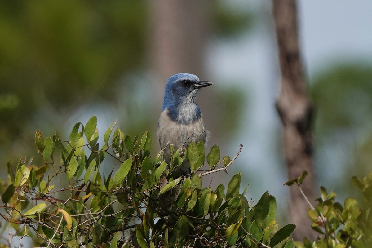 Florida Scrub-Jay - ML645010430