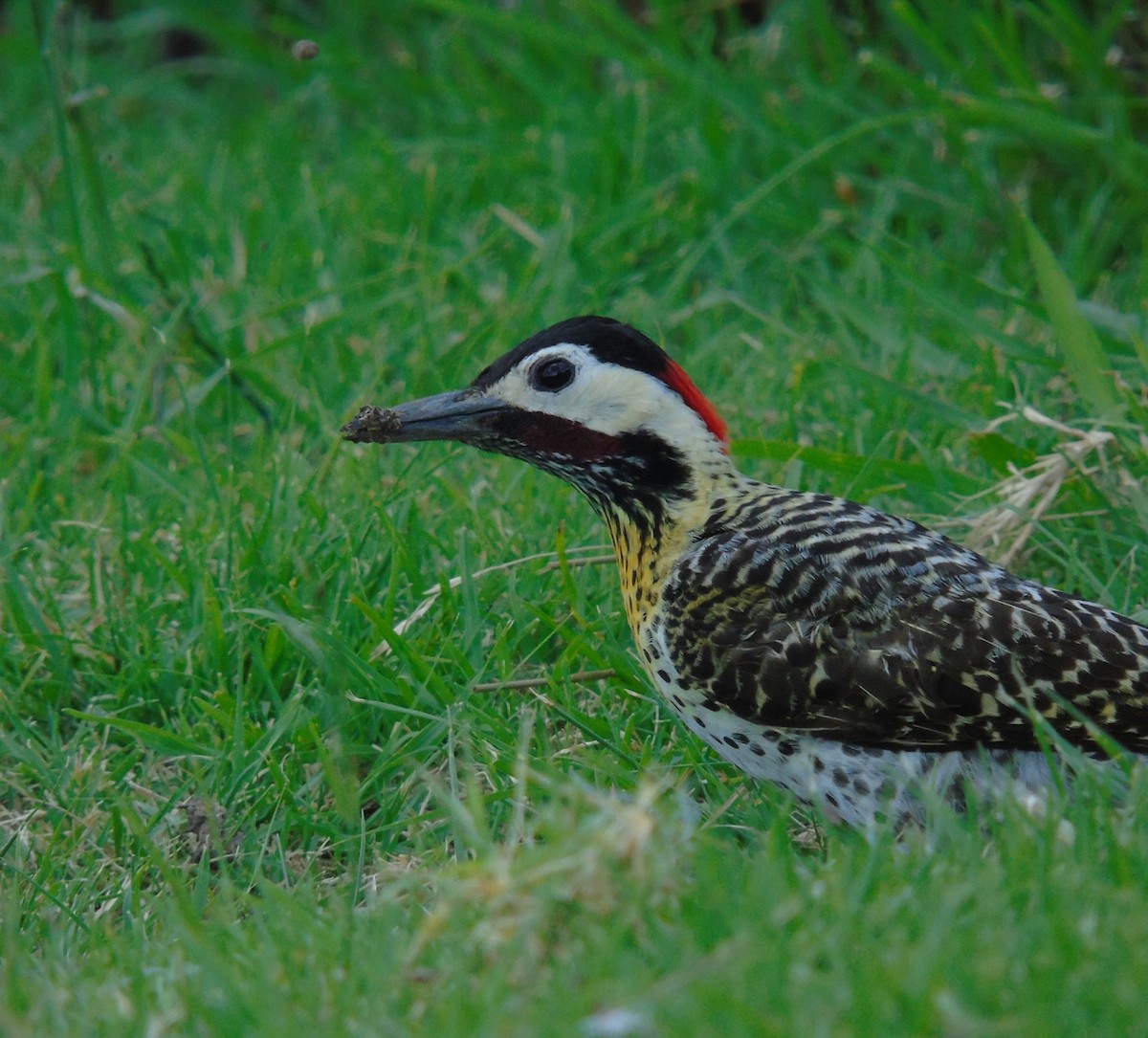 Декол плямистоволий - ML645010435