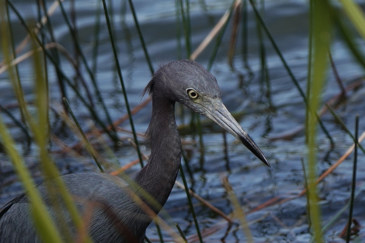 Little Blue Heron - ML645010436