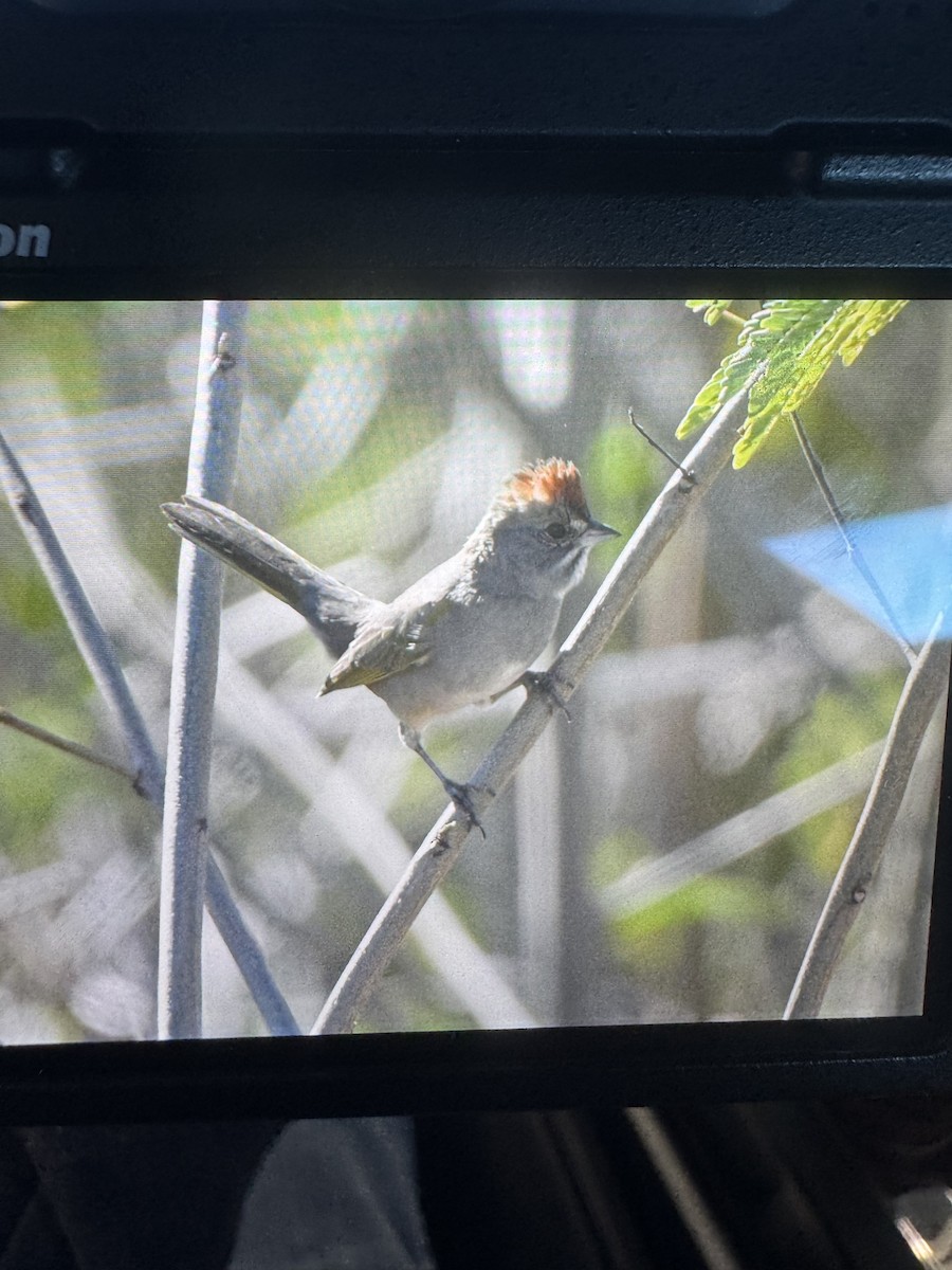 Green-tailed Towhee - ML645010437