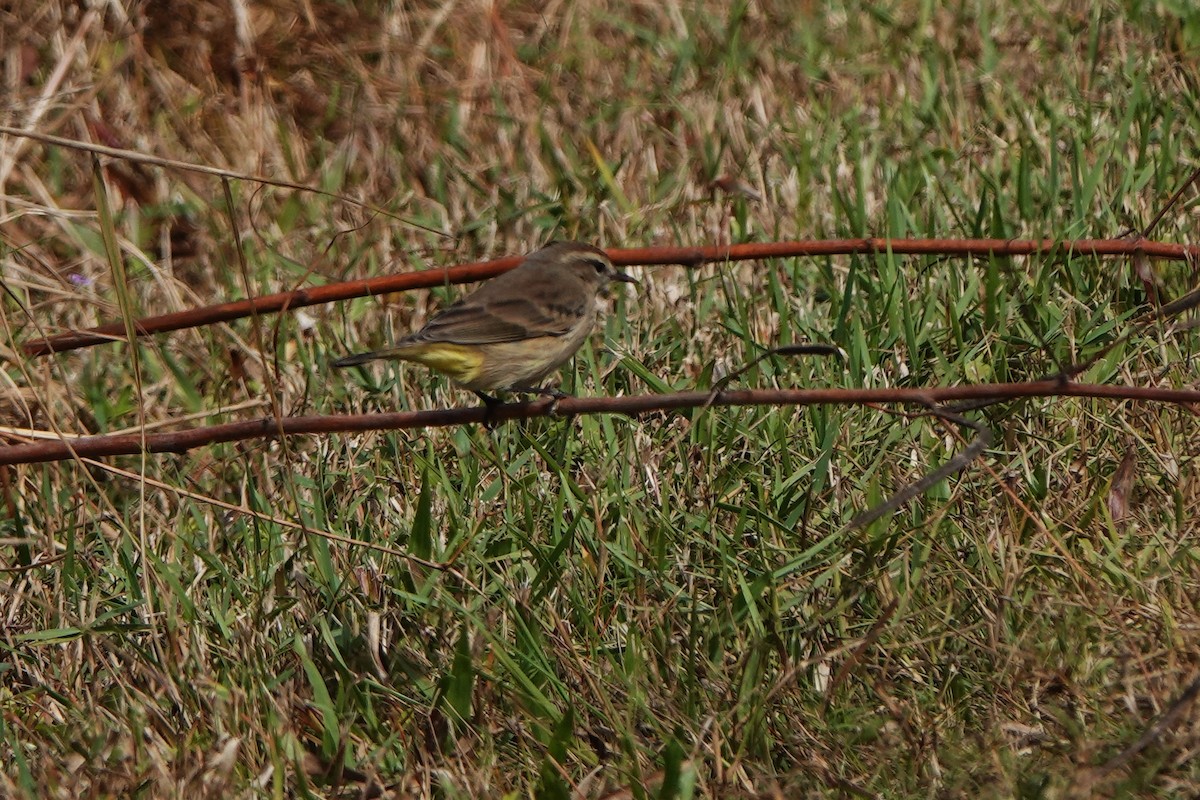 Palm Warbler - ML645010442