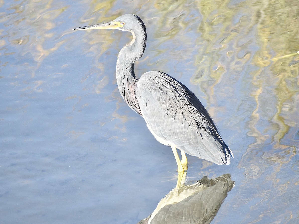 Tricolored Heron - ML645010461