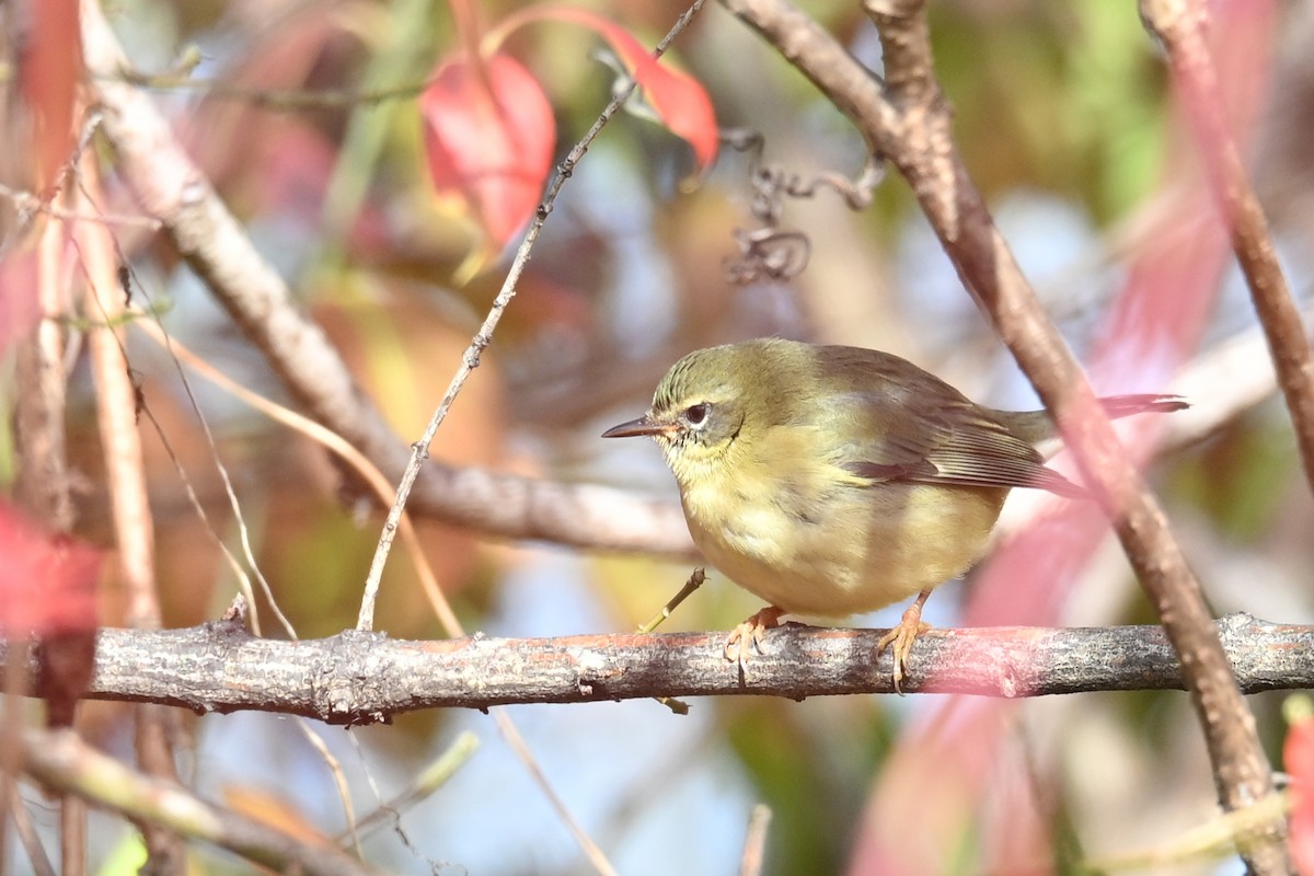 Black-throated Blue Warbler - ML645010475