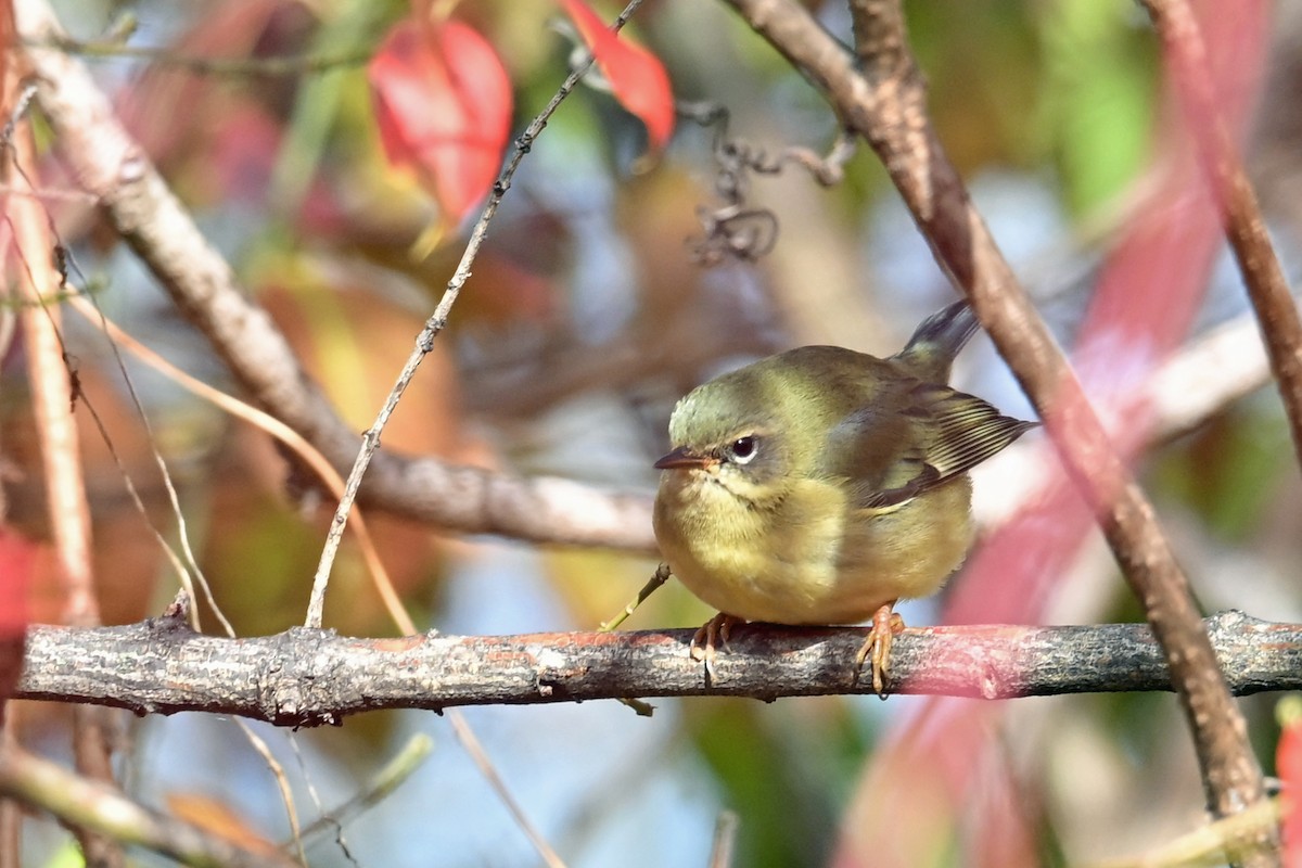 Black-throated Blue Warbler - ML645010478