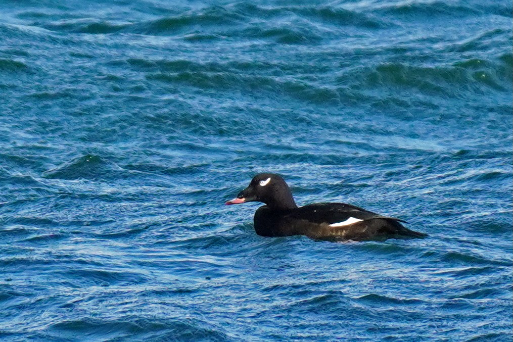 White-winged Scoter - ML645010479