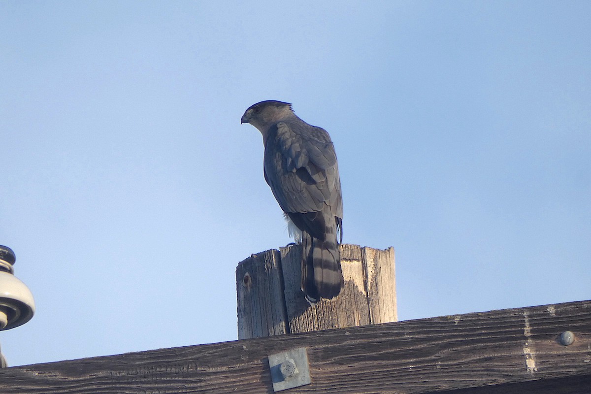 Gavilán de Cooper - ML645010480