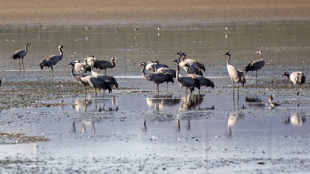 Common Crane - ML645010484