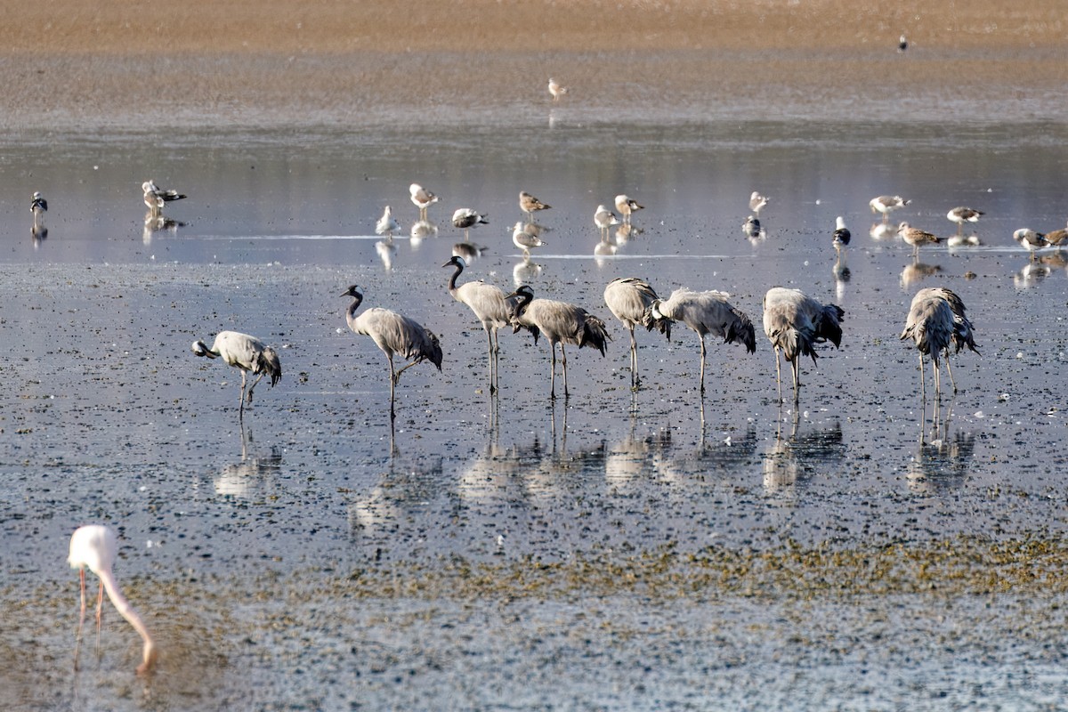 Common Crane - ML645010485