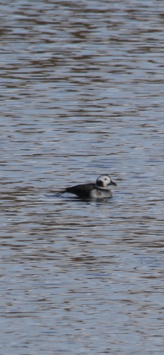Long-tailed Duck - ML645010488