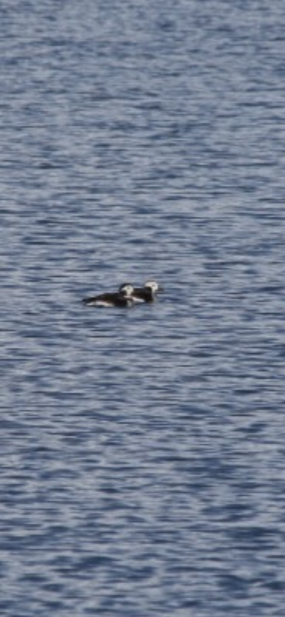 Long-tailed Duck - ML645010489