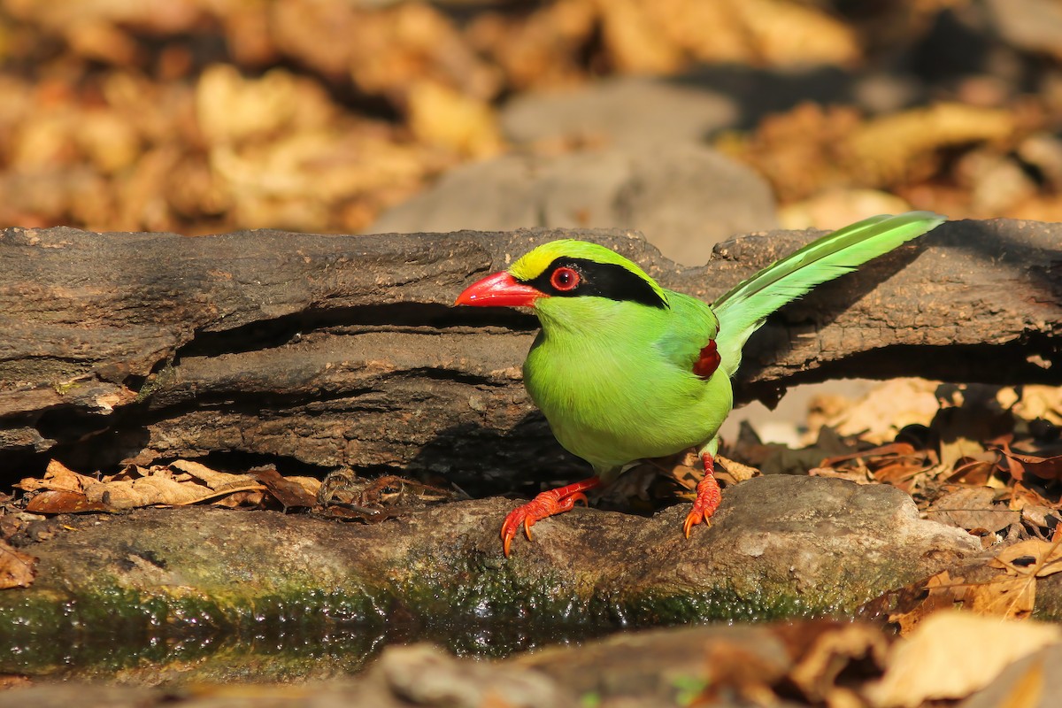 Common Green-Magpie - ML645010509