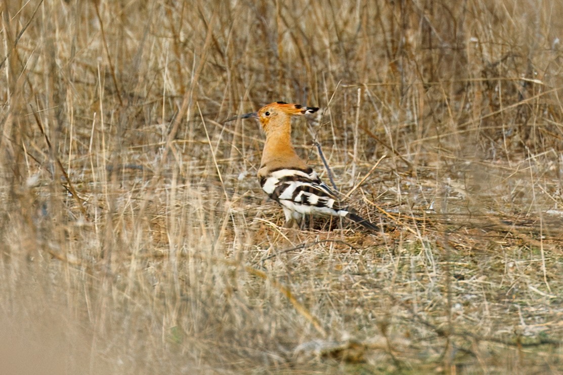 Common Hoopoe - ML645010513