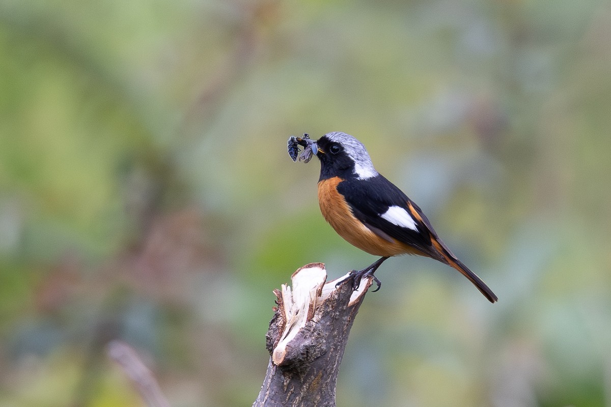 חכלילית סיבירית - ML645010522