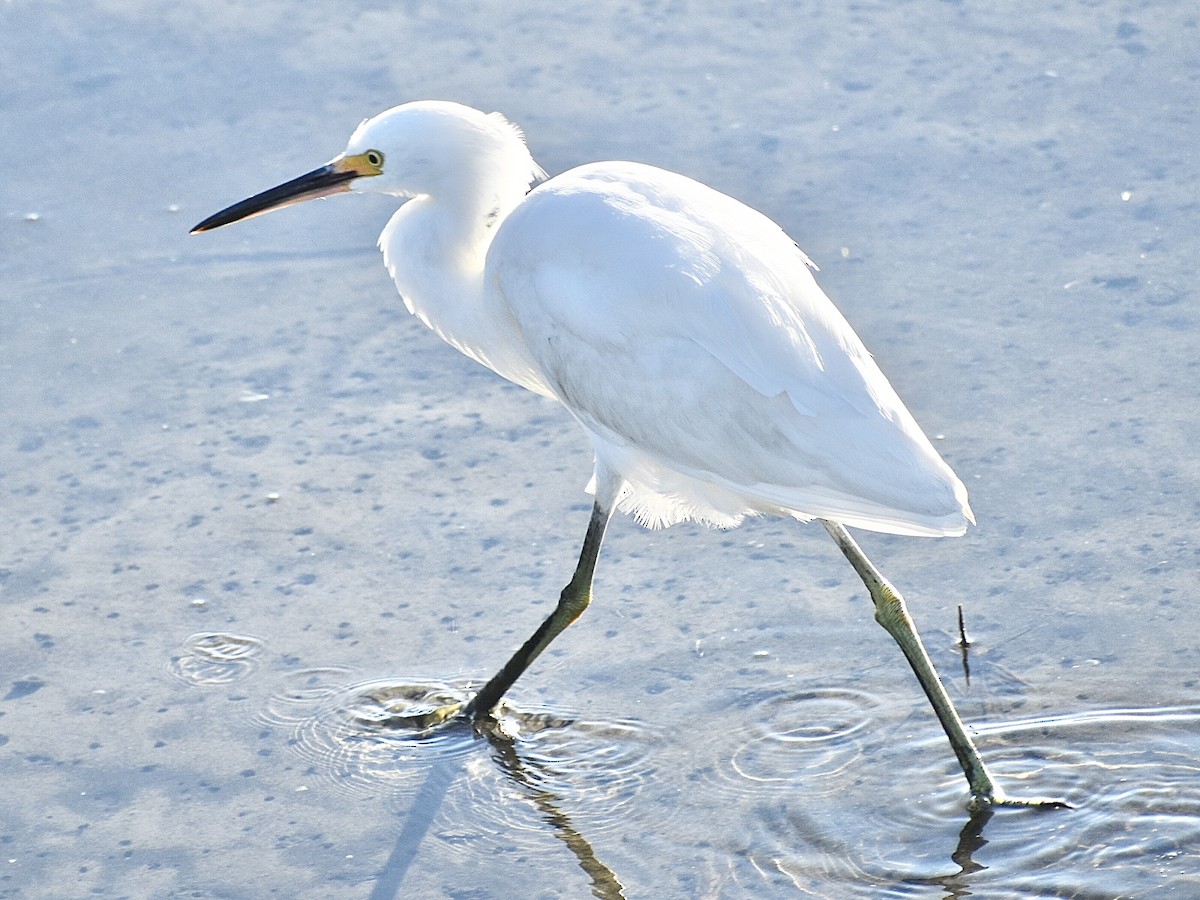 Snowy Egret - ML645010526