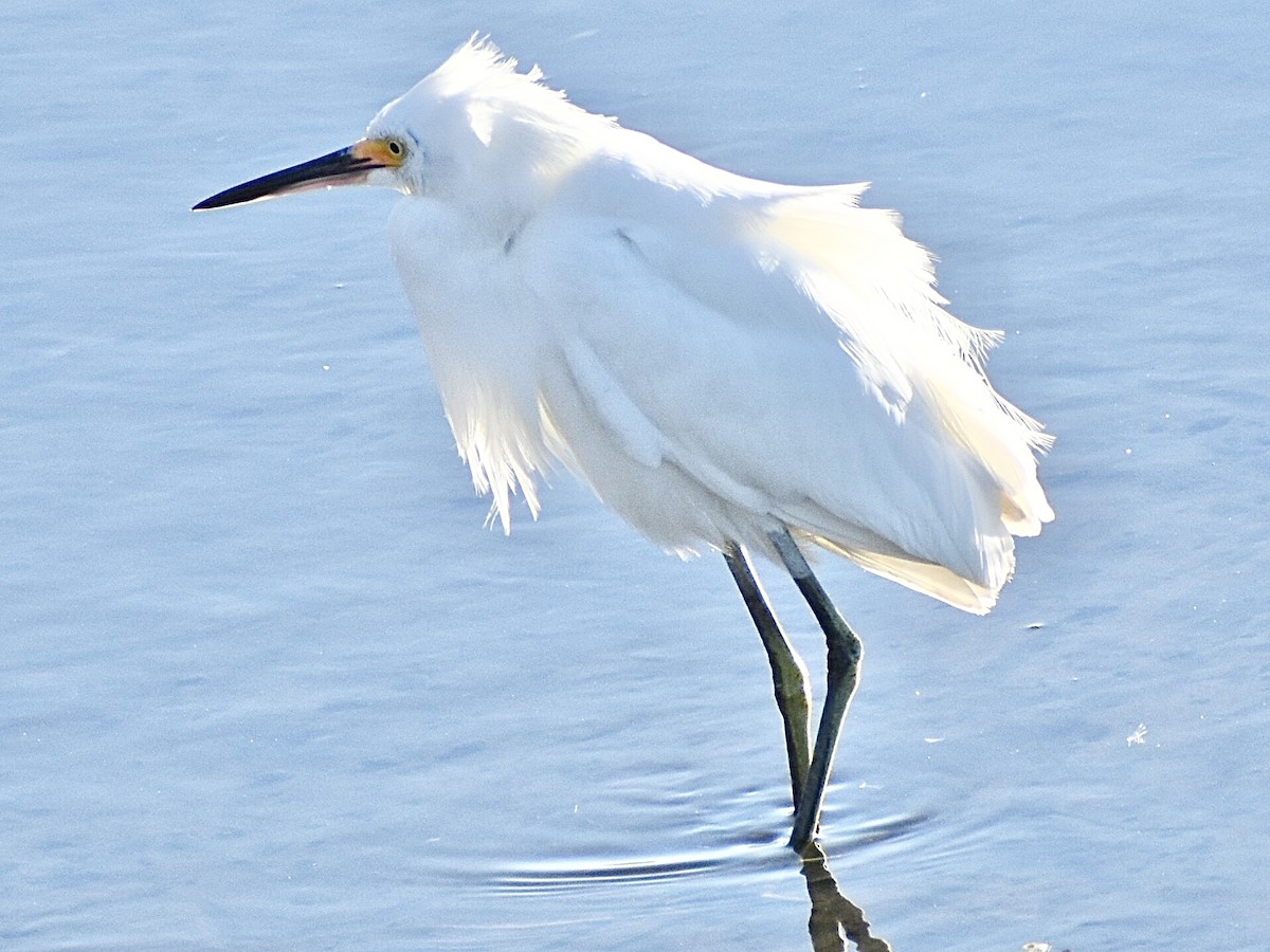 Snowy Egret - ML645010527