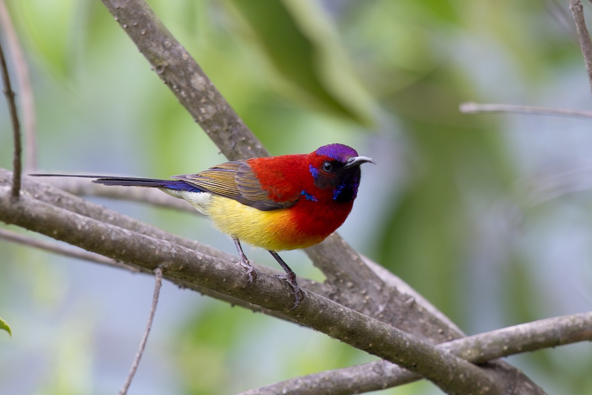 Mrs. Gould's Sunbird - ML645010534
