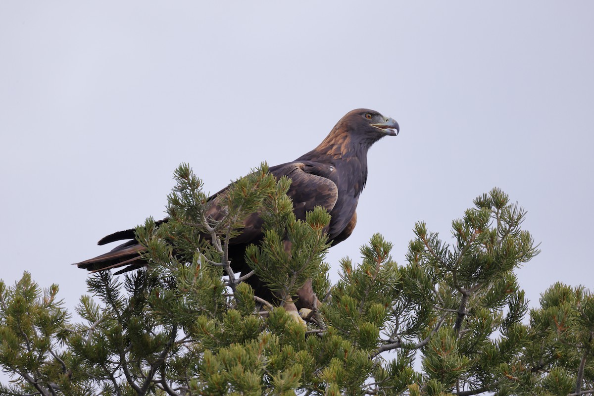 Golden Eagle - ML645010535