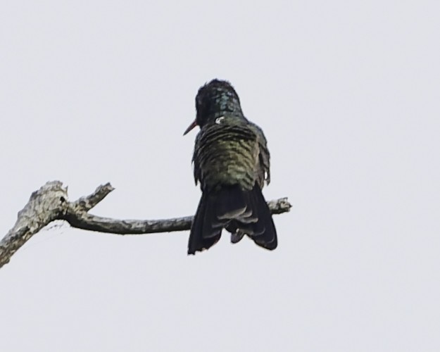 Turquoise-crowned Hummingbird - ML645010537