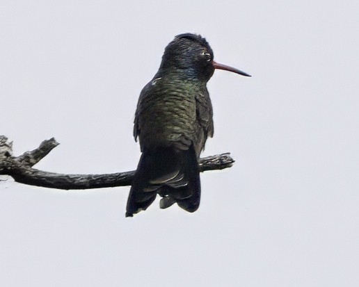 Turquoise-crowned Hummingbird - ML645010538