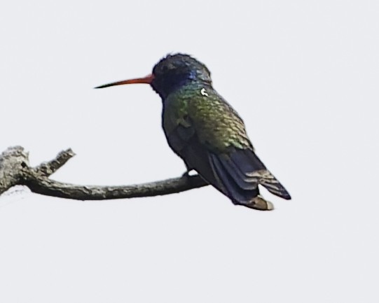 Turquoise-crowned Hummingbird - ML645010540