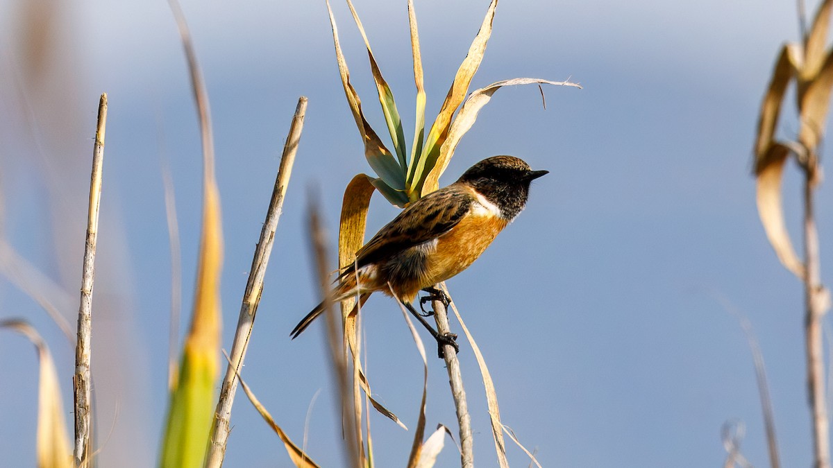 European Stonechat - ML645010545