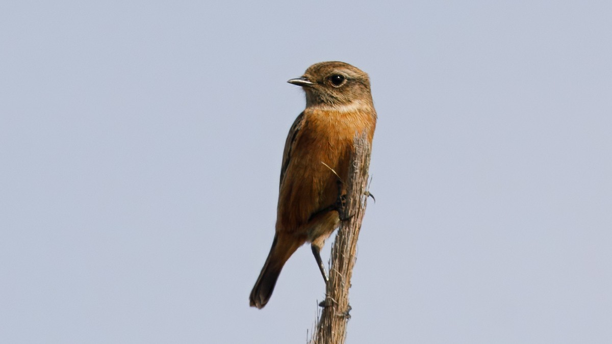 European Stonechat - ML645010546