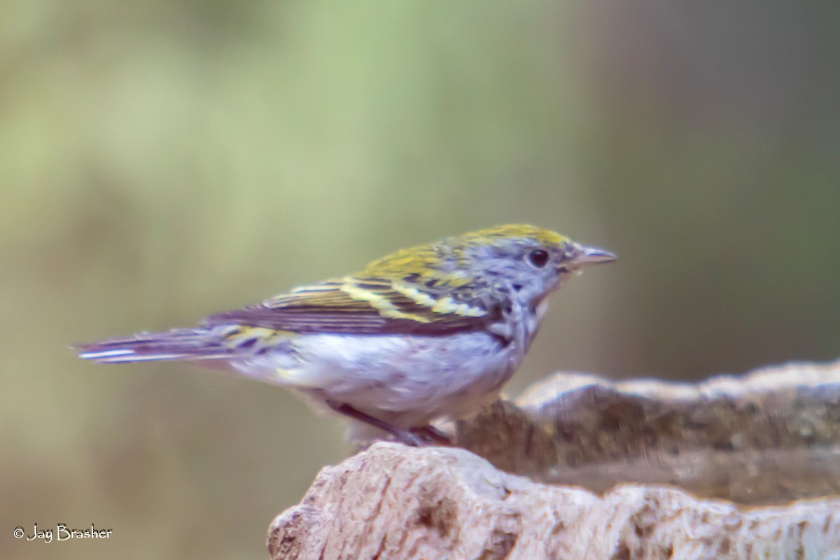 ワキチャアメリカムシクイ - ML645010555